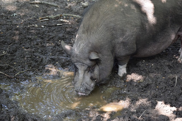 两队以各具 两队以各具